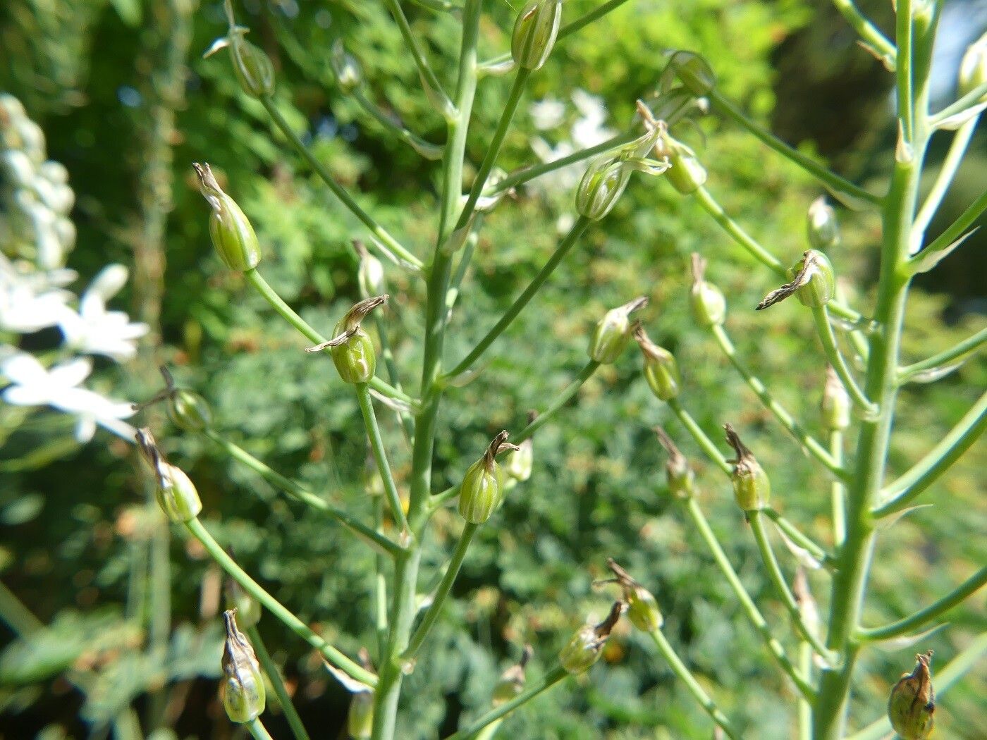 Ornithogalum pyramidale fruit