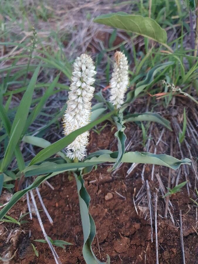 Chlorophytum silvaticum flower