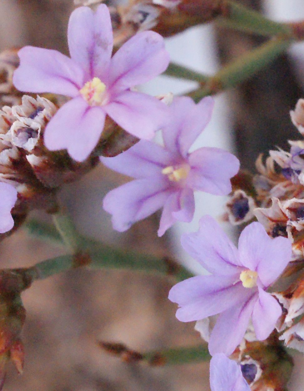Limonium artruchium flower