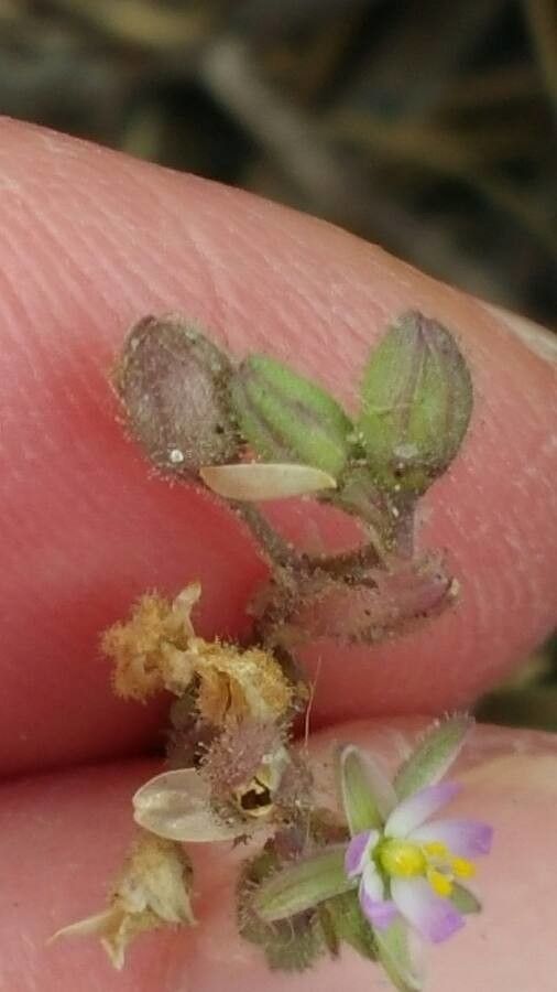 Spergularia salina fruit