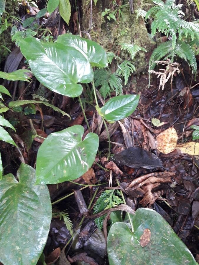 Anthurium guildingii habit