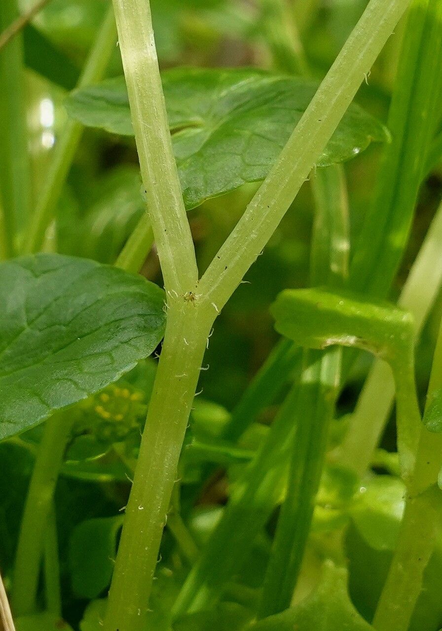 Chrysosplenium oppositifolium bark