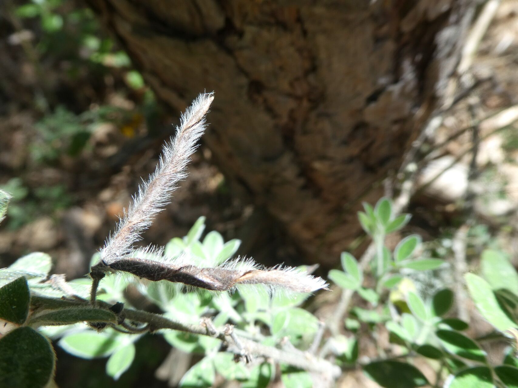 Cytisus triflorus fruit