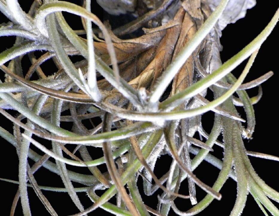 Tillandsia bandensis — houseplant care guide