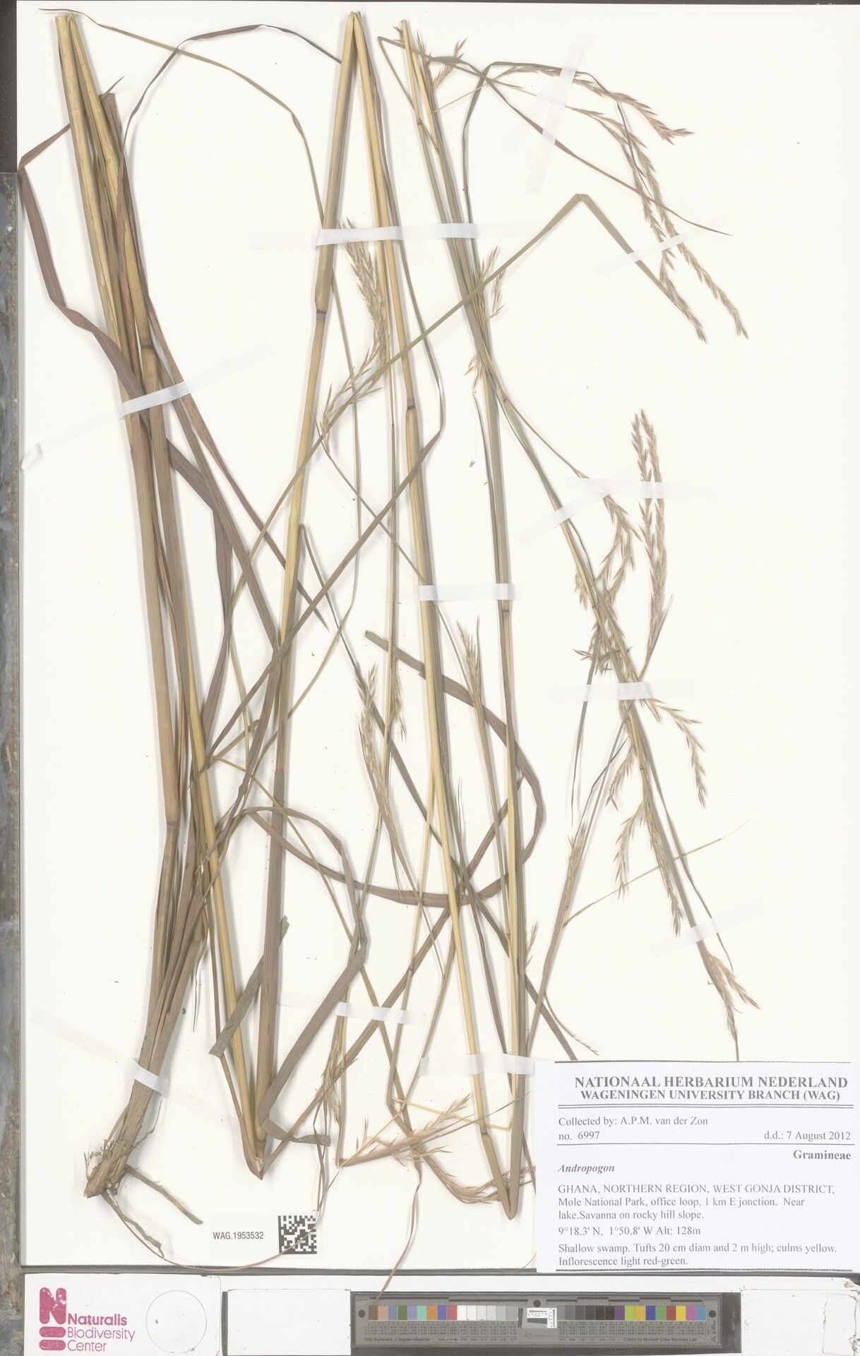 Andropogon tenuiberbis — search result for 'Andropogon'