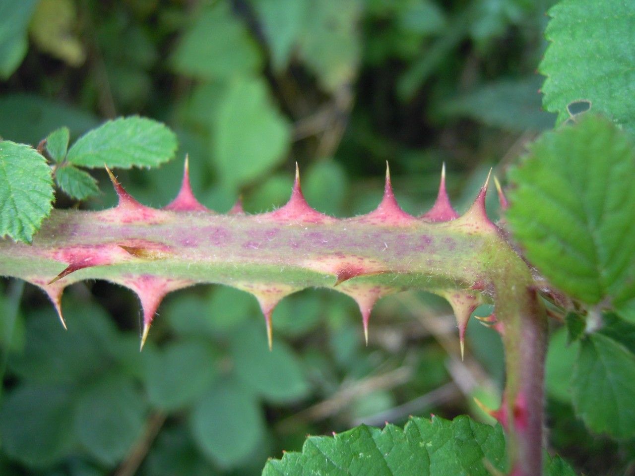 Rubus andegavensis bark