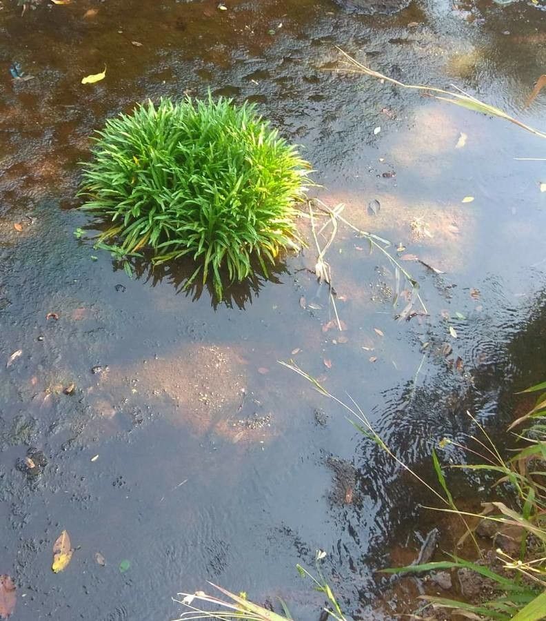 Cryptocoryne spiralis — houseplant care guide