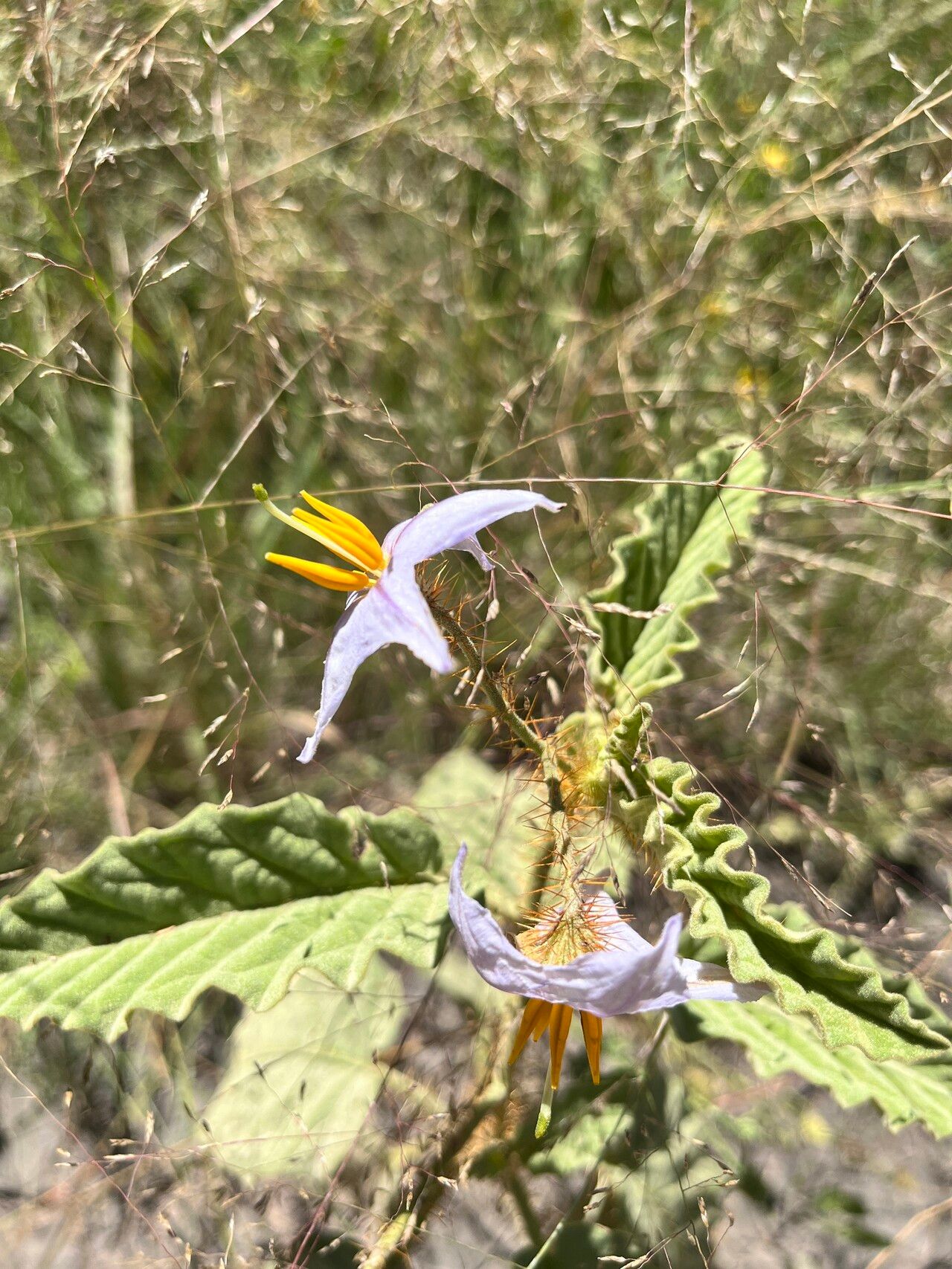 Solanum multispinum — houseplant care guide