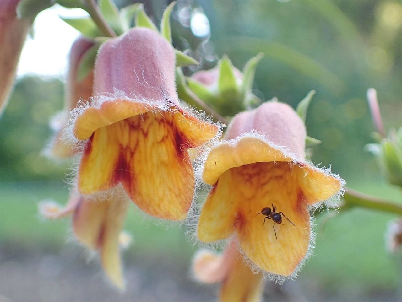 Digitalis obscura flower