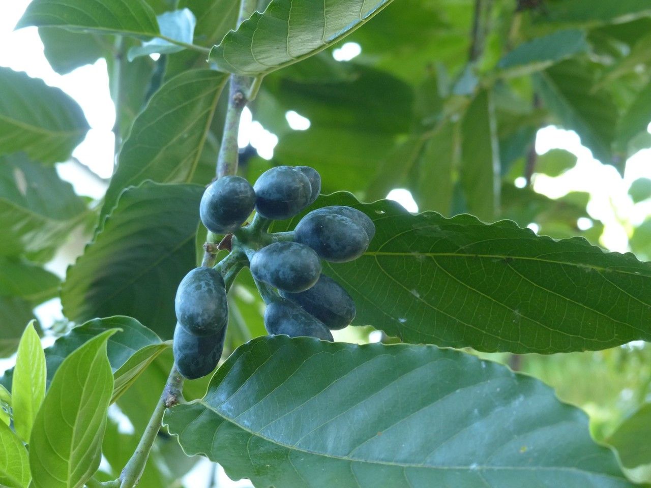 Cananga odorata fruit