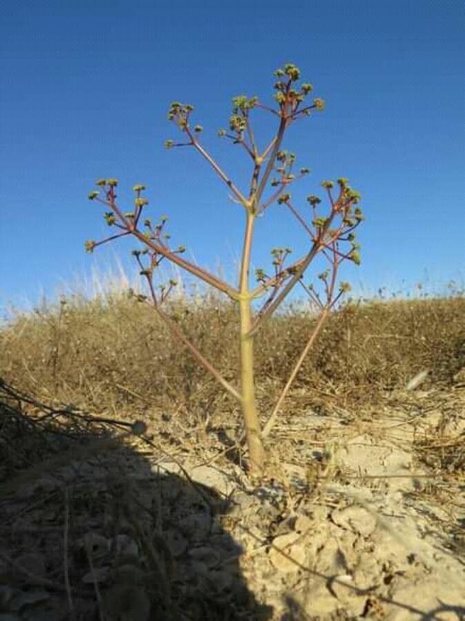 Ferula biverticellata — related species from the same genus