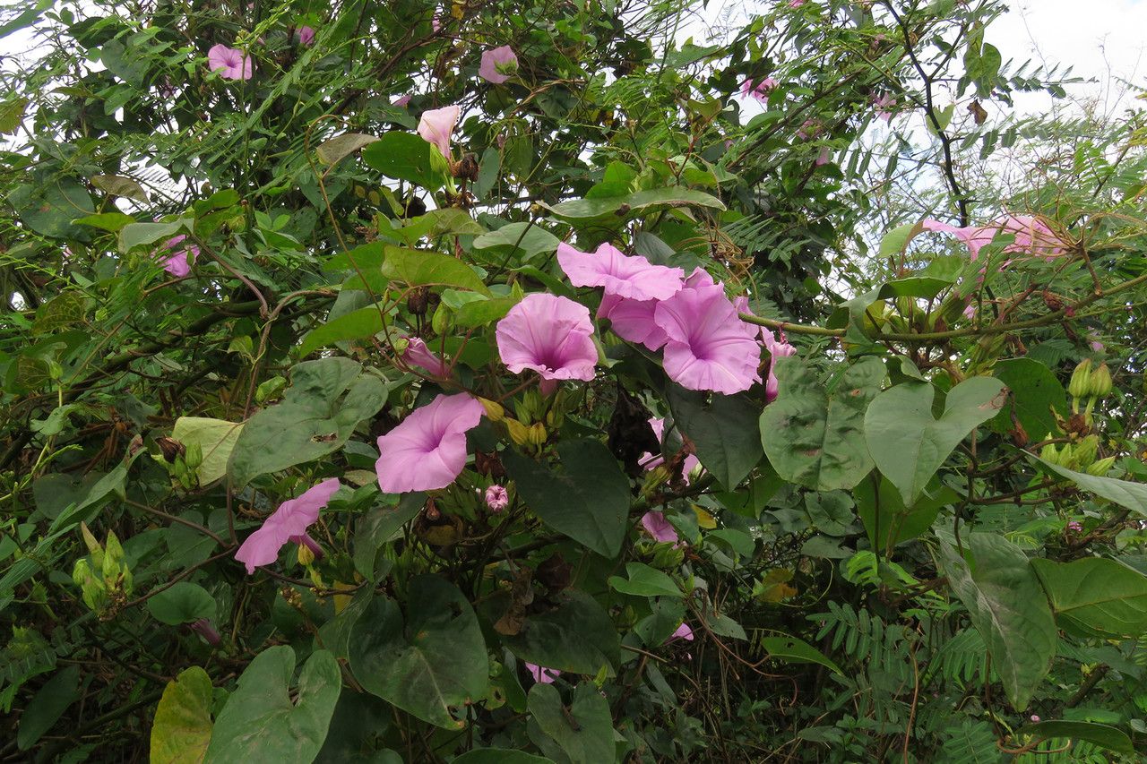 Ipomoea setifera habit