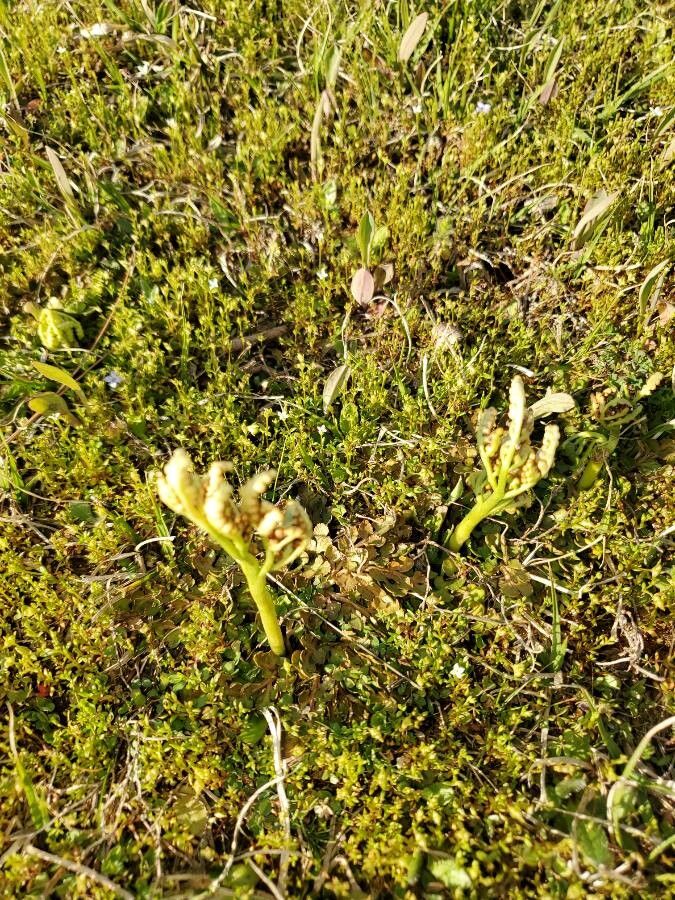 Botrychium simplex flower