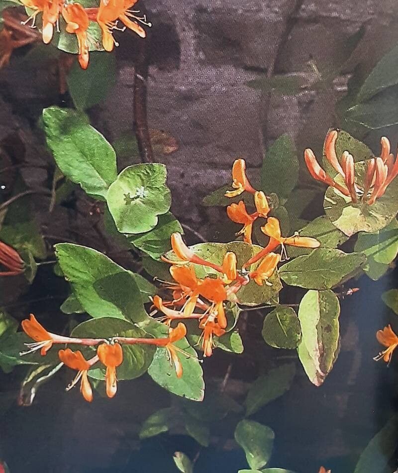Lonicera × tellmanniana flower