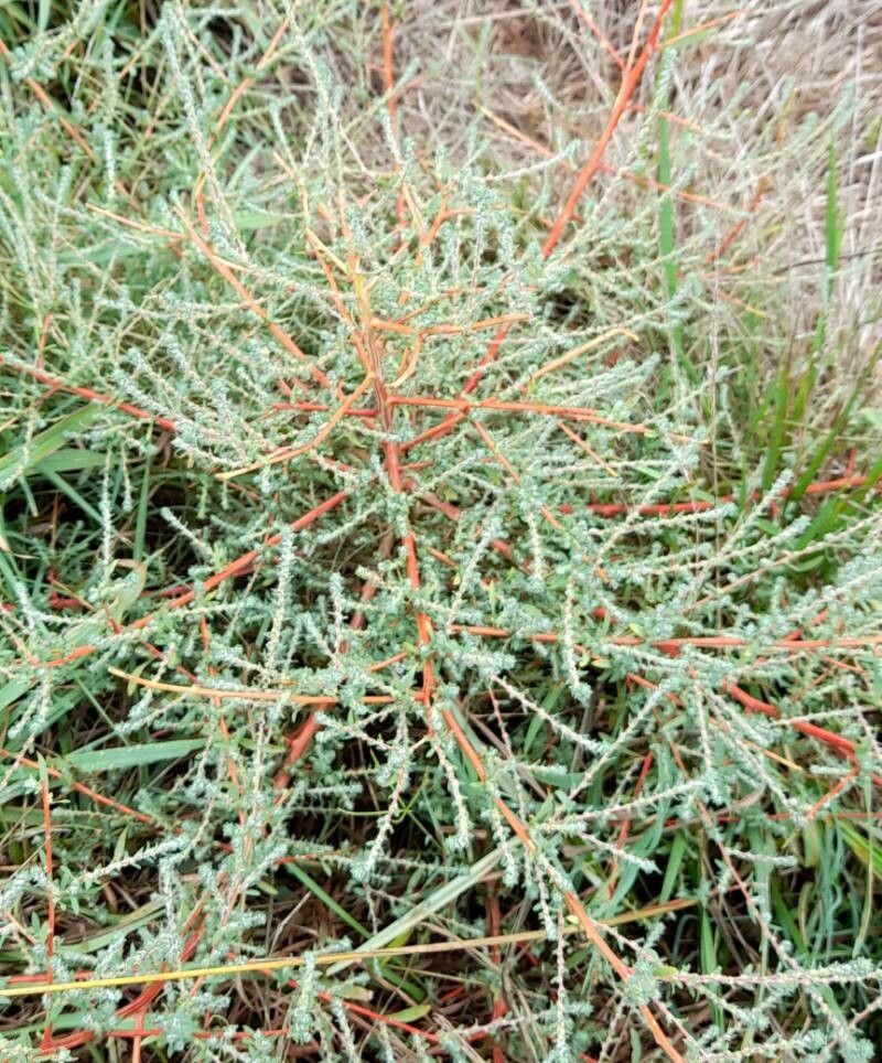 Bassia hyssopifolia habit