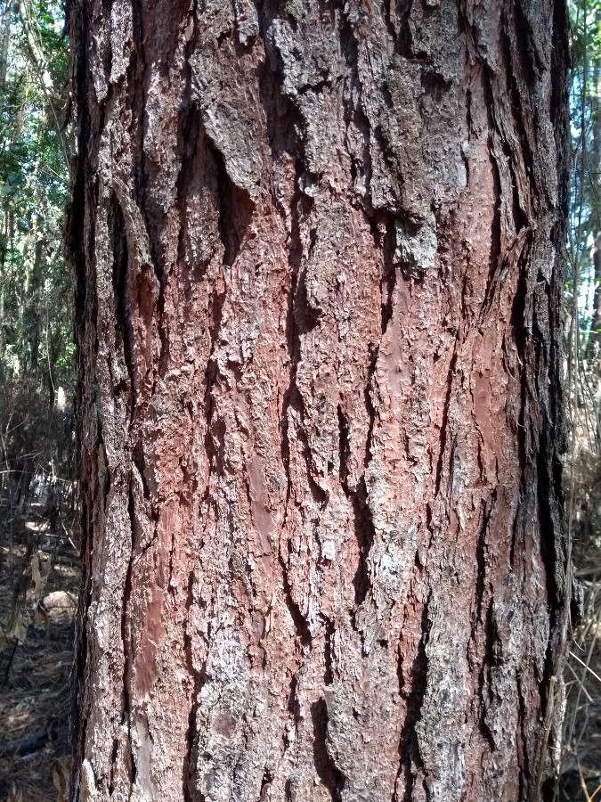Pinus kesiya bark