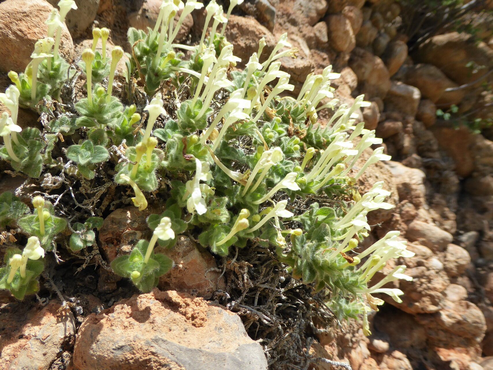 Scutellaria immaculata — houseplant care guide