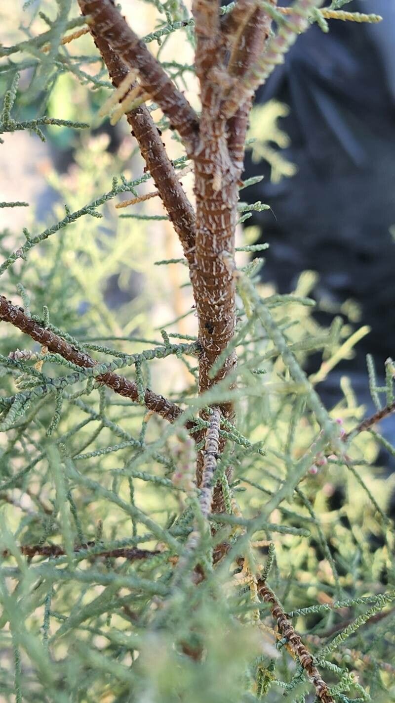 Tamarix macrocarpa bark