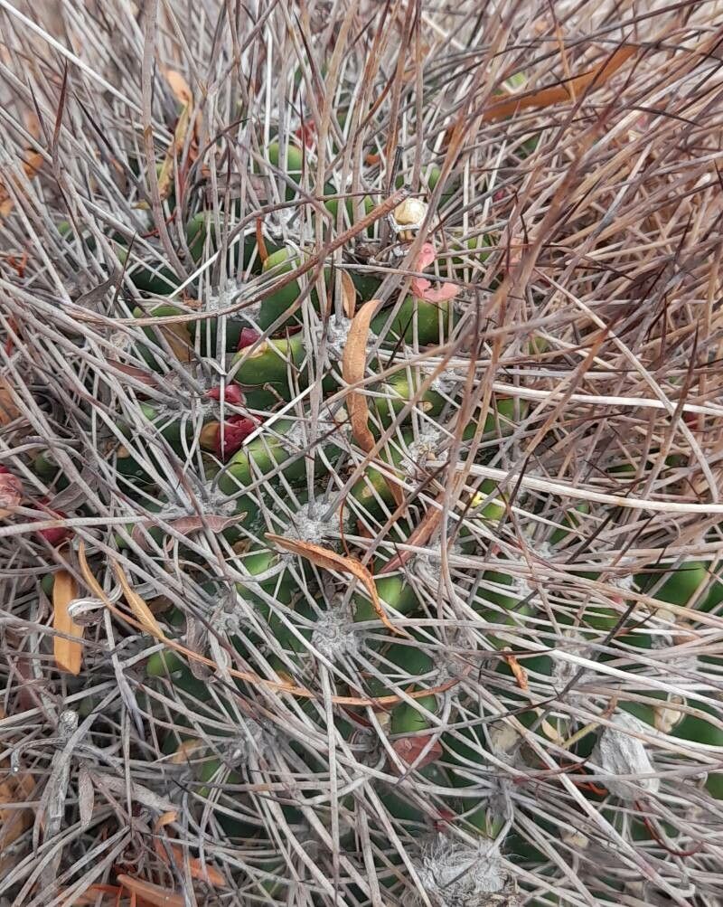 Aylostera einsteinii bark