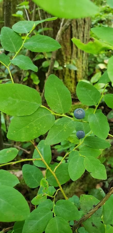 Vaccinium ovalifolium fruit