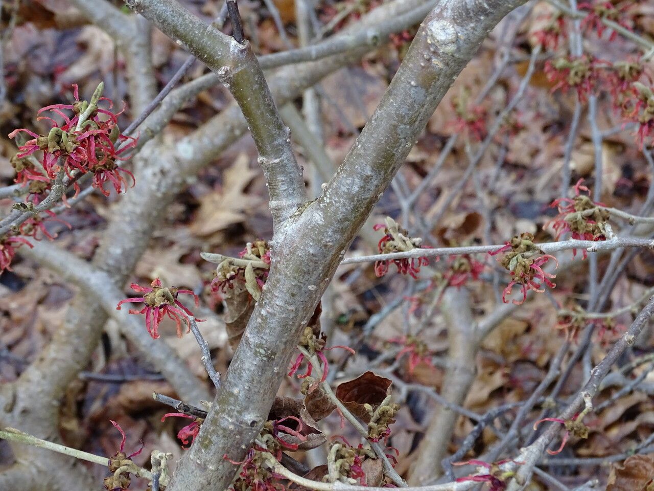 Hamamelis intermedia bark