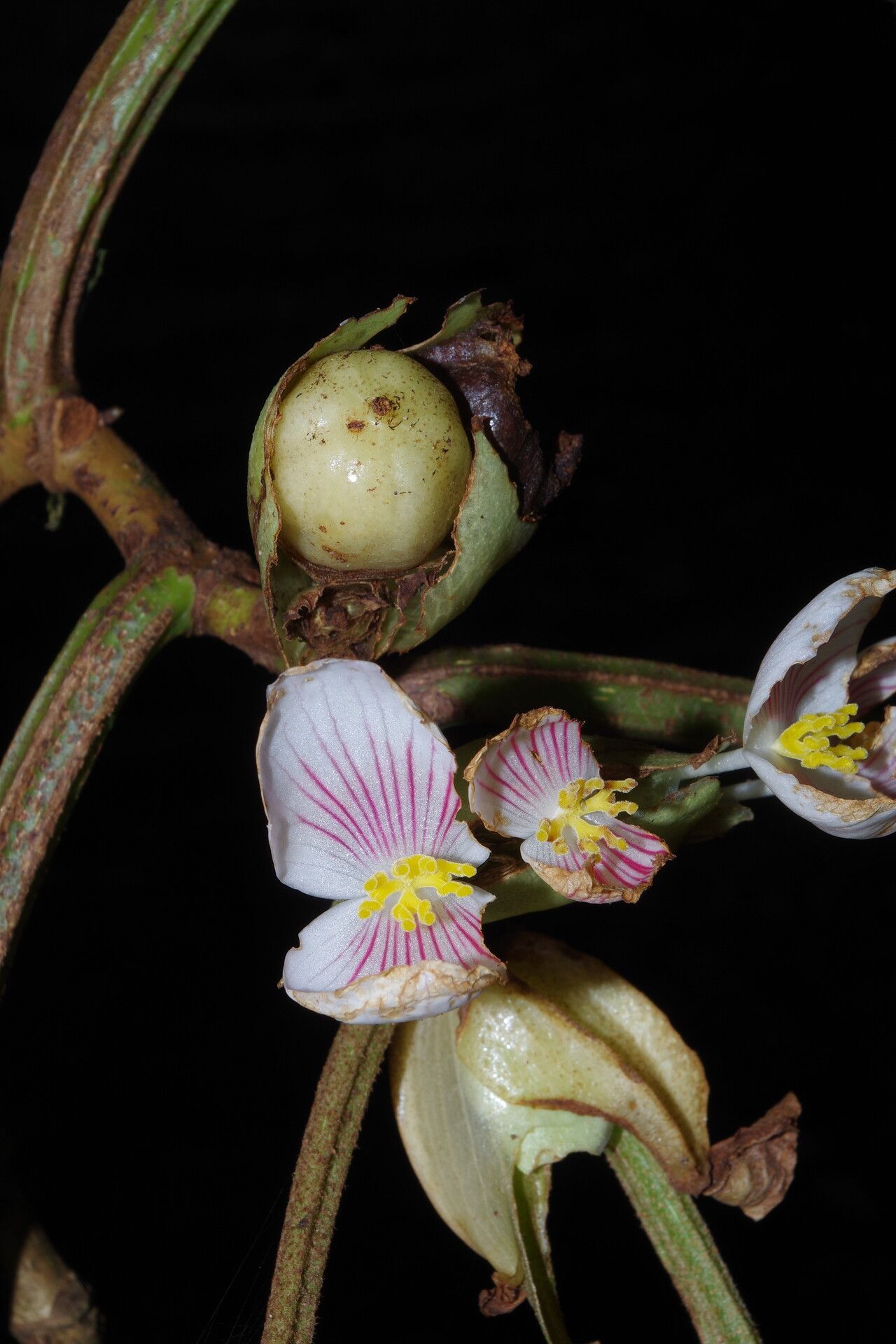 Begonia poculifera flower