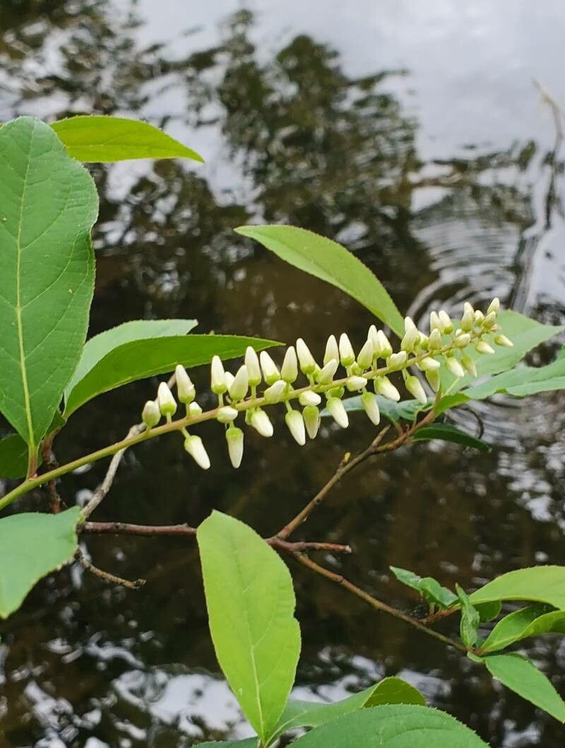 Itea virginica flower