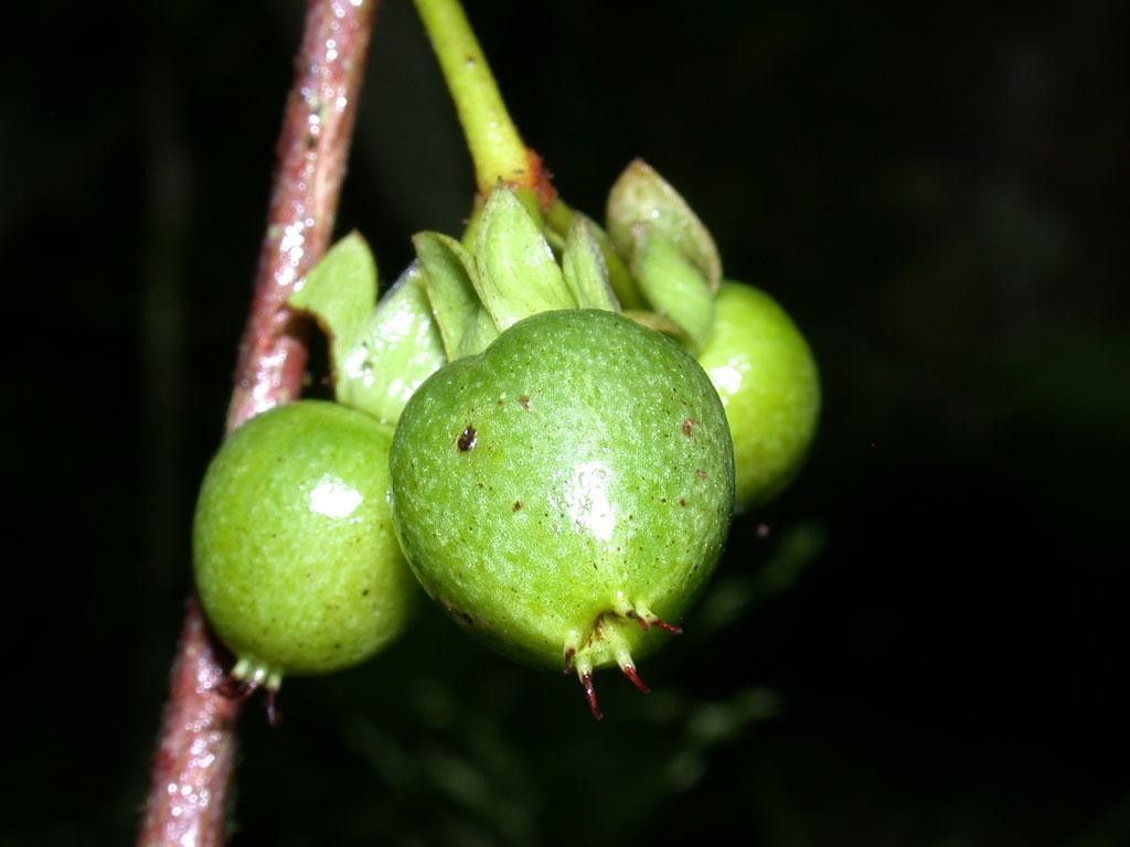 Vismia billbergiana fruit