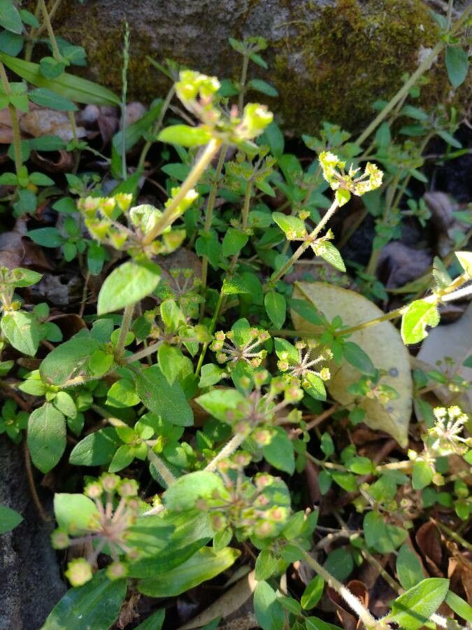 Pomax umbellata habit
