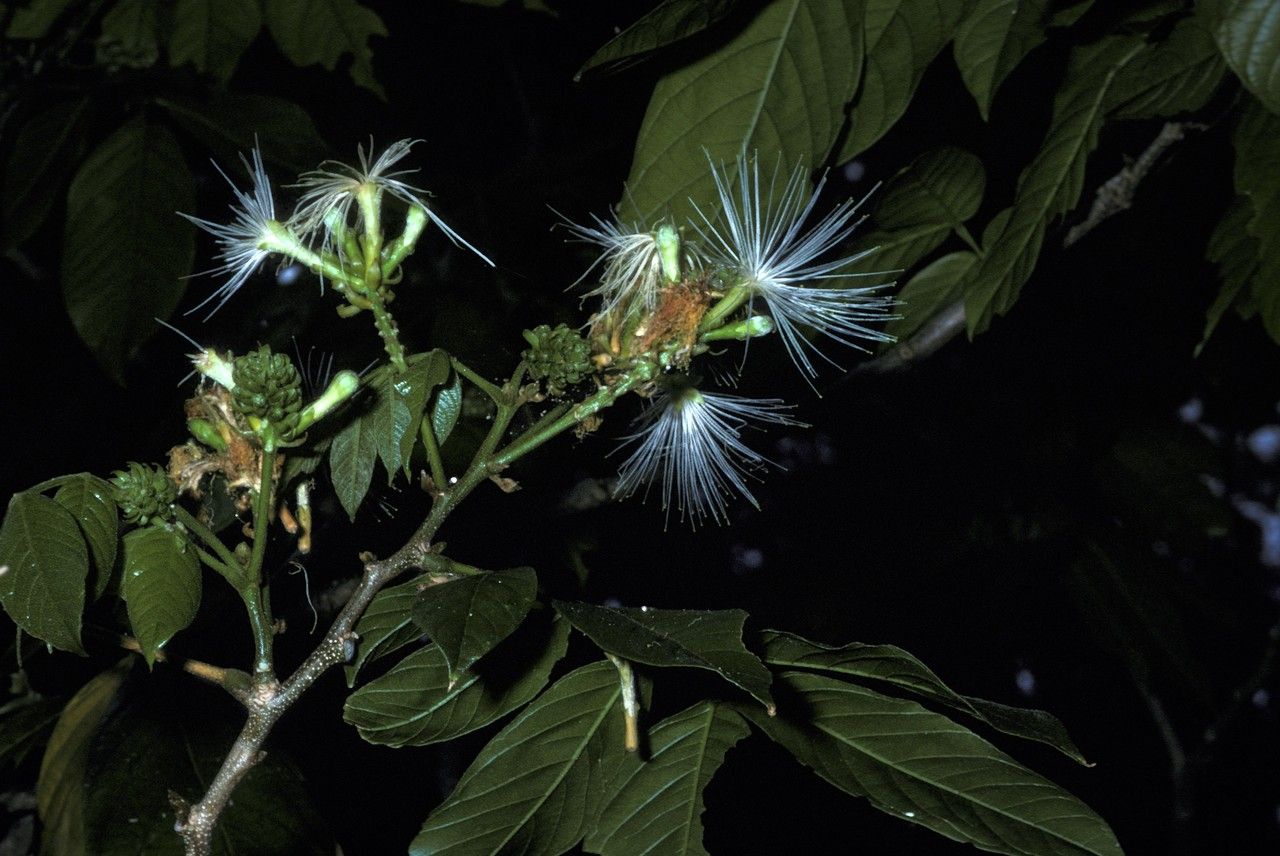 Inga paterno — houseplant care guide