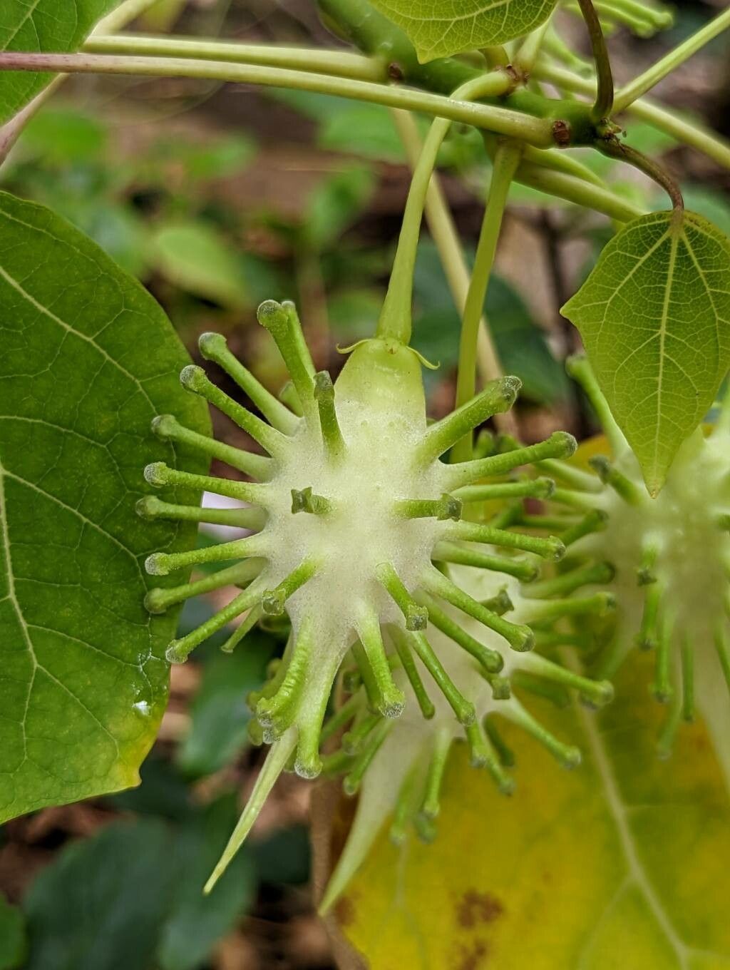 Uncarina perrieri fruit