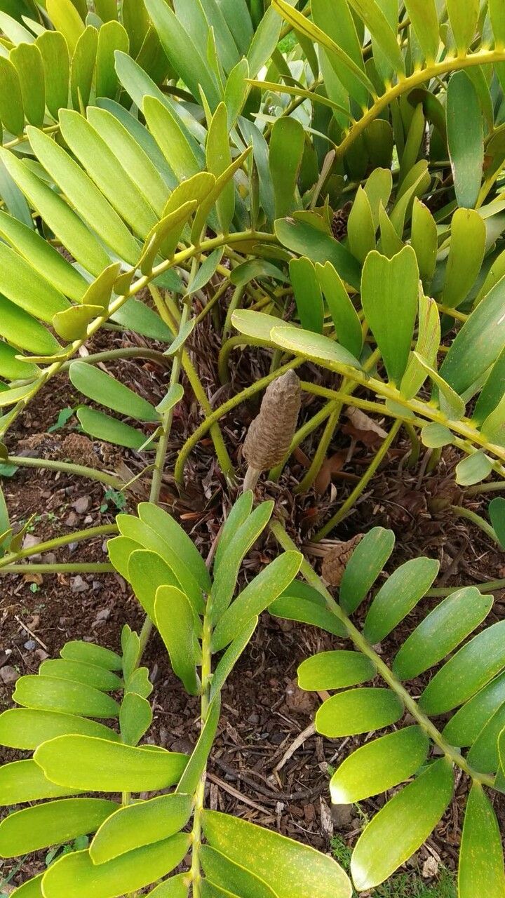 Zamia furfuracea flower