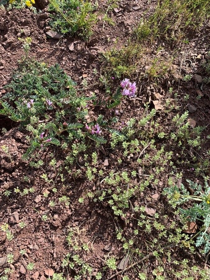 Astragalus crassicarpus flower