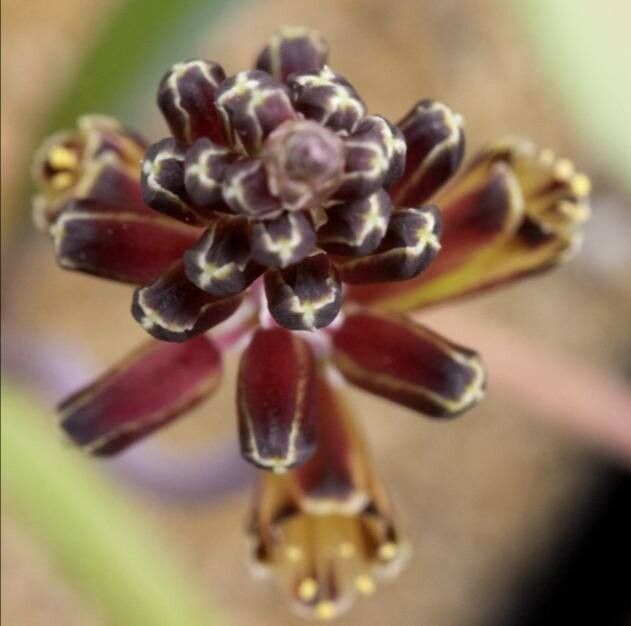 Lachenalia isopetala — related species from the same genus