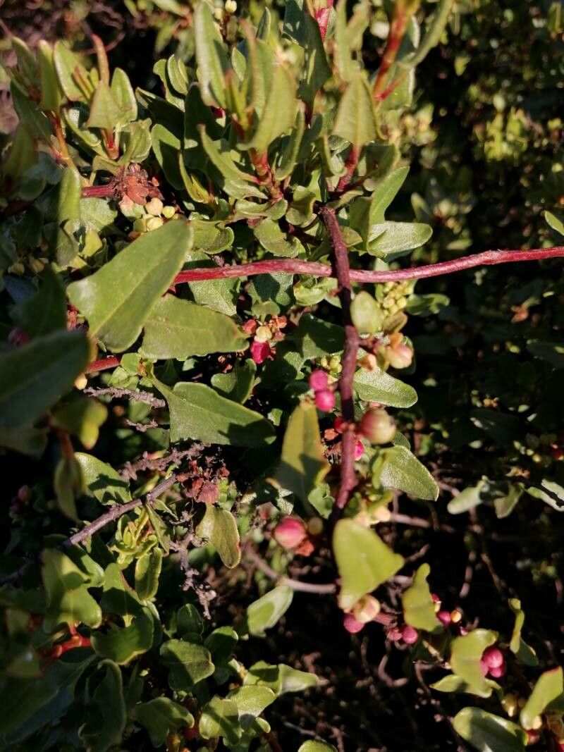 Muehlenbeckia hastulata fruit