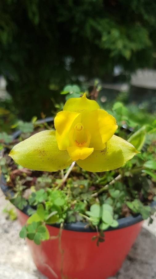 Lycaste bradeorum — related species from the same genus