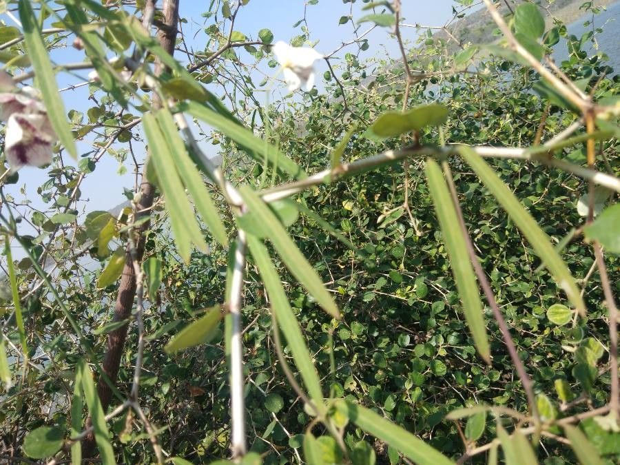 Oxystelma esculentum leaf