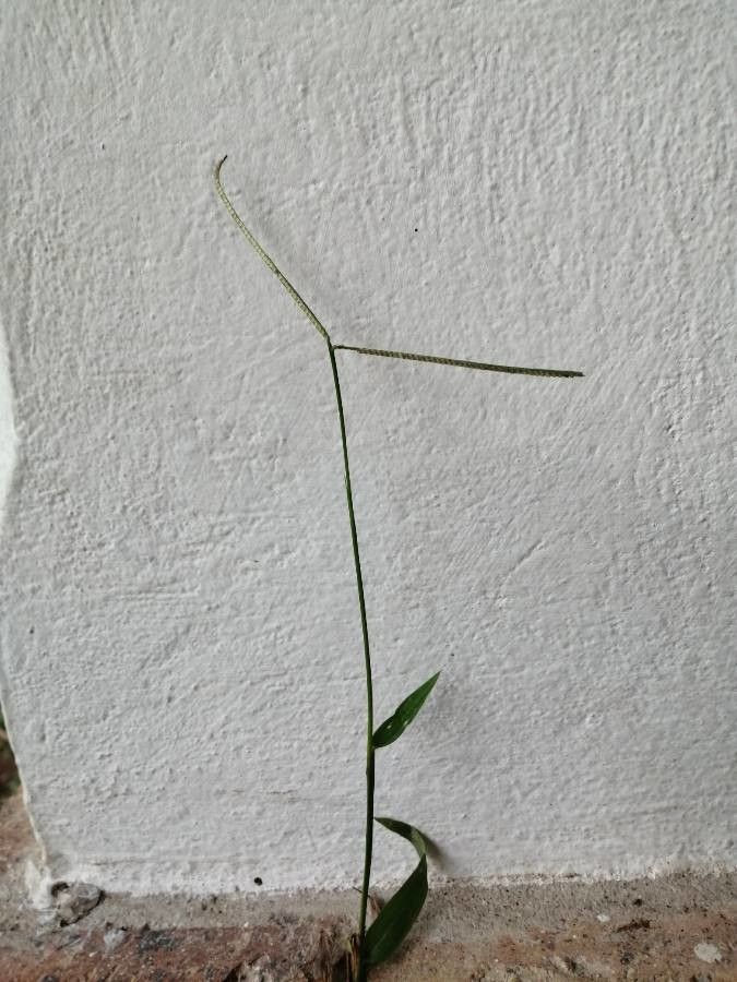 Paspalum conjugatum flower