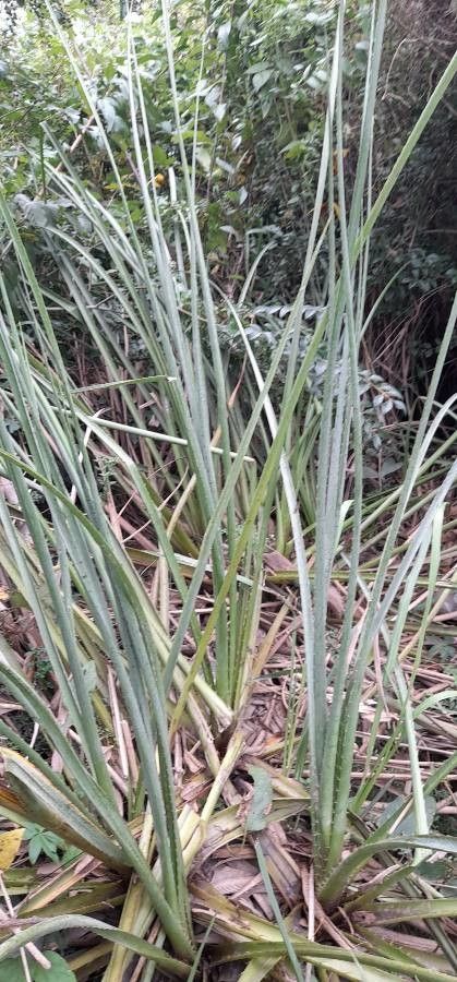 Eryngium mesopotamicum habit