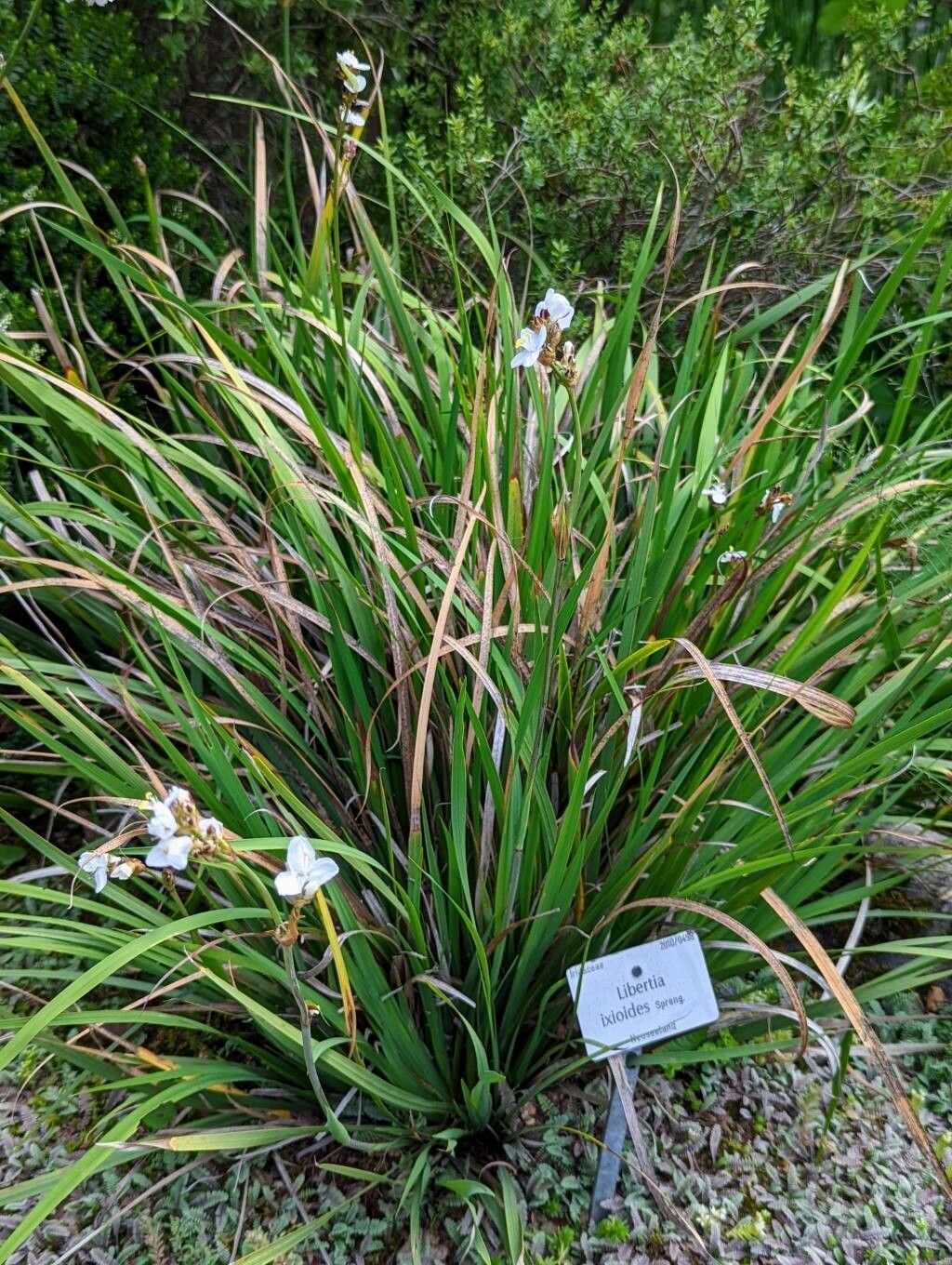 Libertia ixioides habit