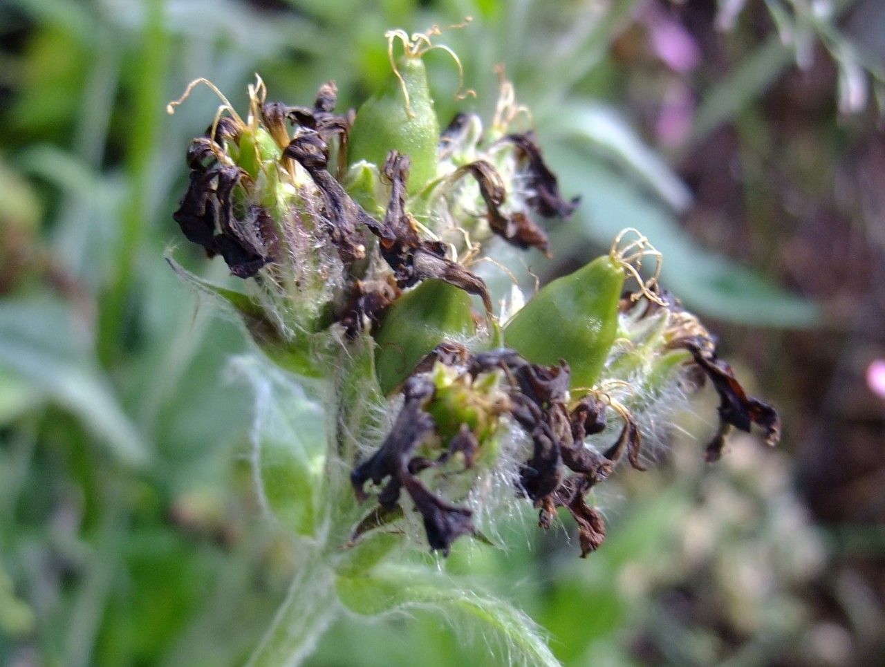 Lychnis flos-jovis fruit