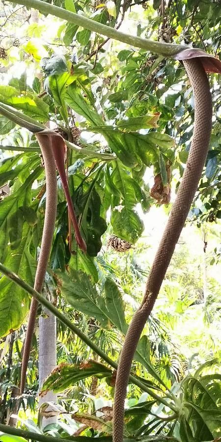 Anthurium clavigerum flower