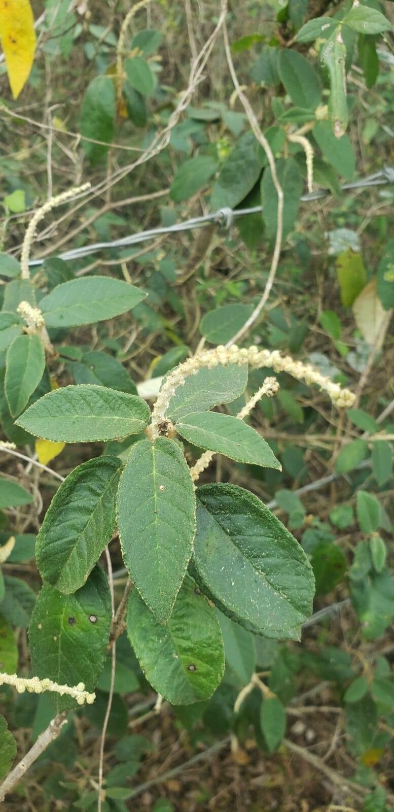 Croton cortesianus flower