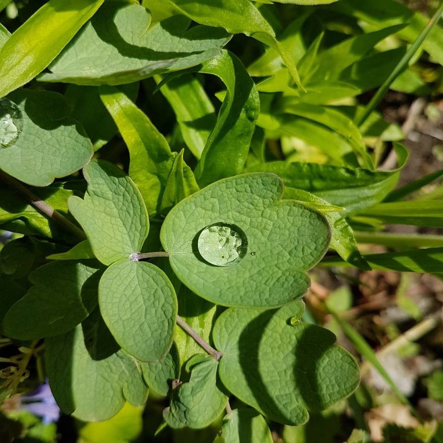 Thalictrum revolutum — houseplant care guide