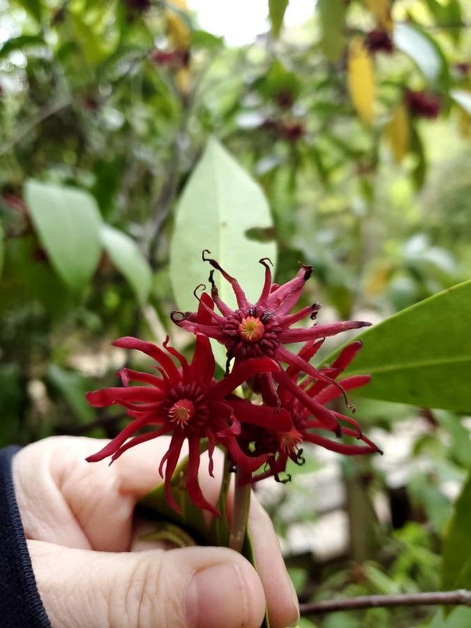 Illicium floridanum flower