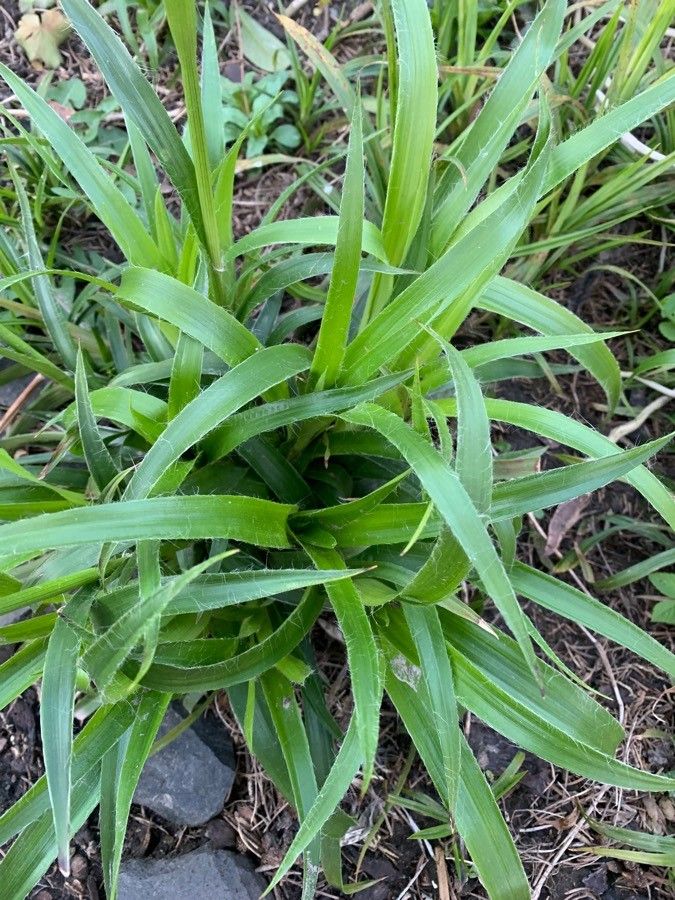 Luzula congesta leaf