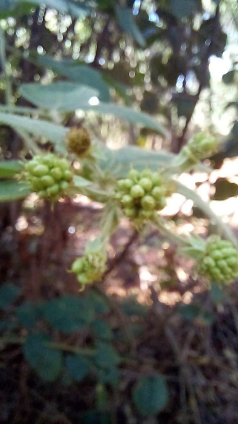 Rubus brasiliensis fruit