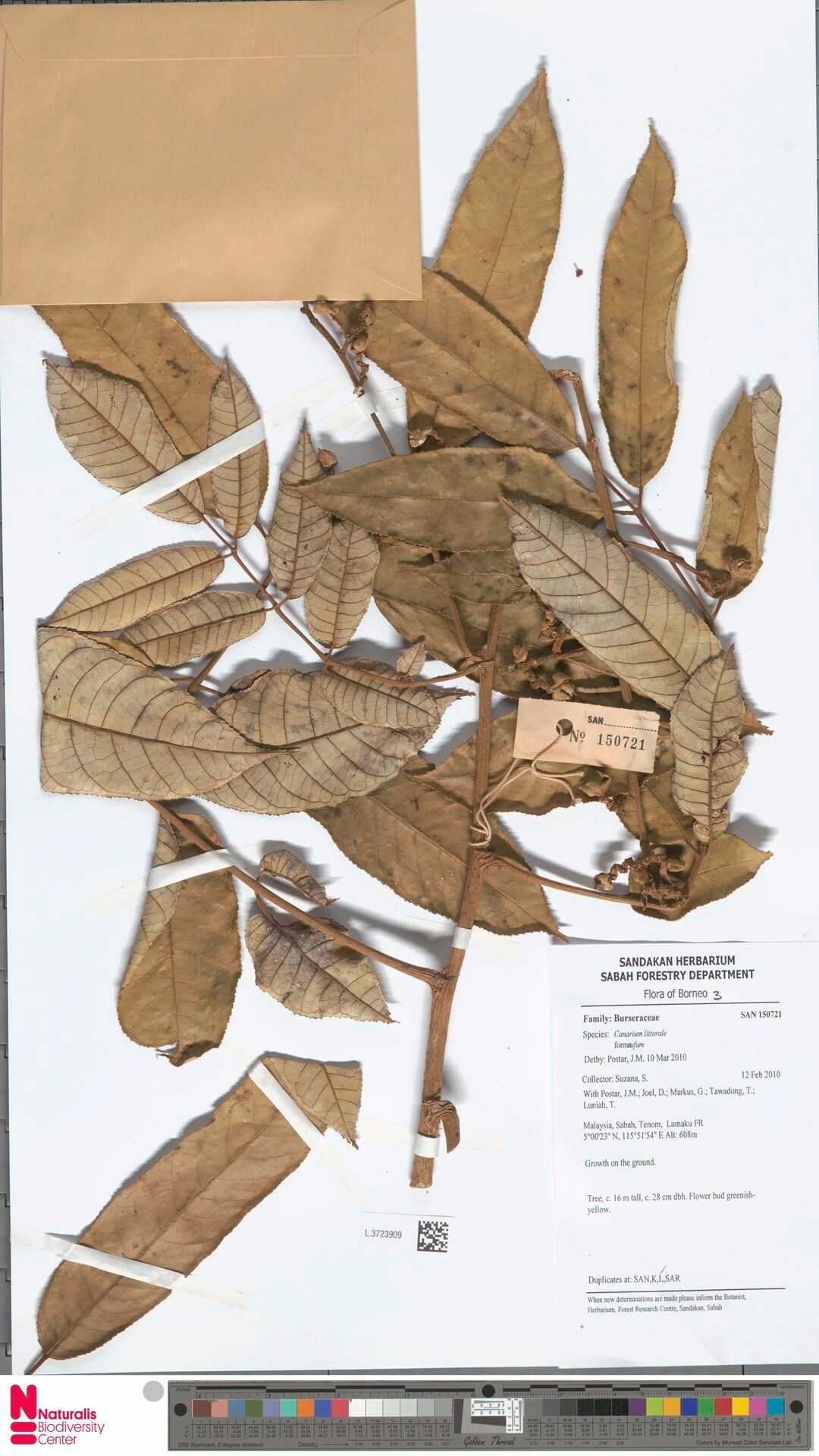 Canarium littorale — search result for 'Canarium'