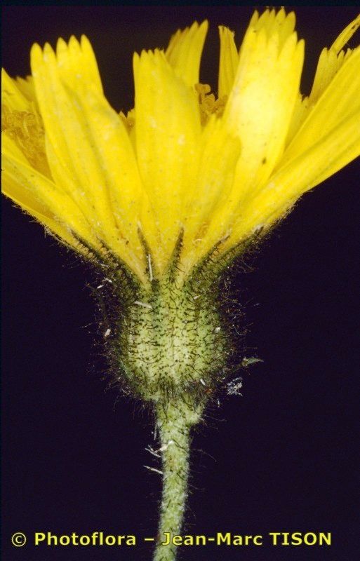 Hieracium pulmonarioides — houseplant care guide