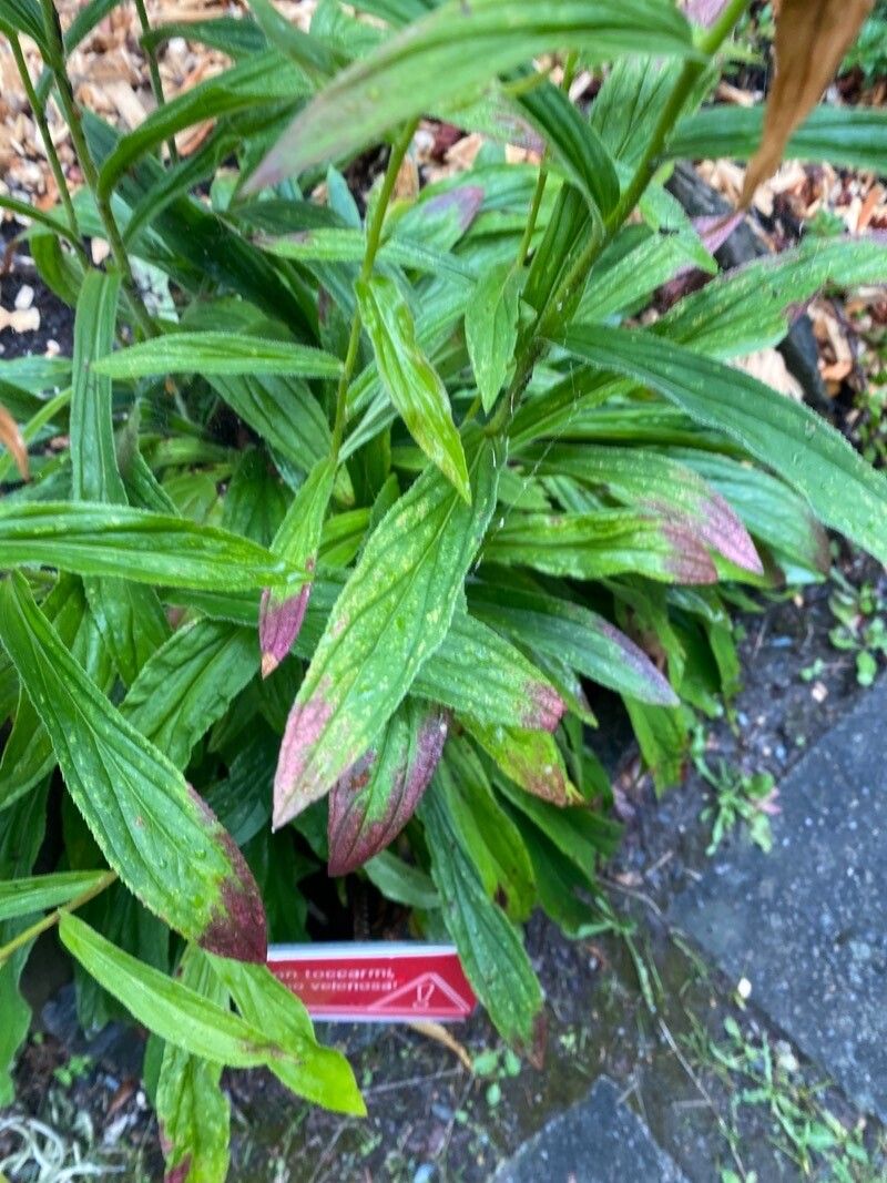 Digitalis trojana — search result for 'Digitalis'